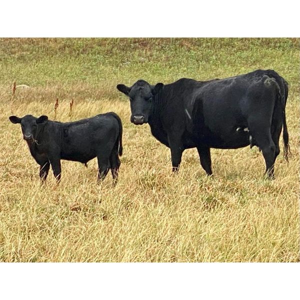 Diamond D Ranch - 580# Steer Calves - 100 Head (Lacadena, SK)