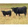 Image 1 : Diamond D Ranch - 580# Steer Calves - 100 Head (Lacadena, SK)