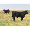 Image 2 : Diamond D Ranch - 580# Steer Calves - 100 Head (Lacadena, SK)