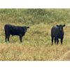 Image 3 : Diamond D Ranch - 580# Steer Calves - 100 Head (Lacadena, SK)