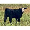 Image 4 : Diamond D Ranch - 580# Steer Calves - 100 Head (Lacadena, SK)