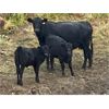 Image 5 : Diamond D Ranch - 580# Steer Calves - 100 Head (Lacadena, SK)