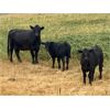 Image 6 : Diamond D Ranch - 580# Steer Calves - 100 Head (Lacadena, SK)