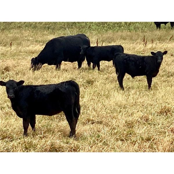 Diamond D Ranch - 480# Steer Calves - 220 Head (Lacadena, SK)