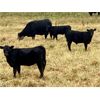 Image 1 : Diamond D Ranch - 480# Steer Calves - 220 Head (Lacadena, SK)
