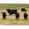 Image 3 : Diamond D Ranch - 480# Steer Calves - 220 Head (Lacadena, SK)