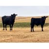 Image 4 : Diamond D Ranch - 480# Steer Calves - 220 Head (Lacadena, SK)
