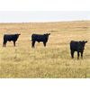 Image 6 : Diamond D Ranch - 480# Steer Calves - 220 Head (Lacadena, SK)