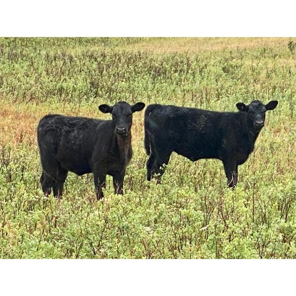 Diamond D Ranch - 520# Heifer Calves - 110 Head (Lacadena, SK)