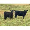 Image 1 : Diamond D Ranch - 520# Heifer Calves - 110 Head (Lacadena, SK)