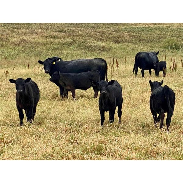 Diamond D Ranch - 435# Heifer Calves - 200 Head (Lacadena, SK)