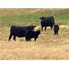 Image 6 : Diamond D Ranch - 435# Heifer Calves - 200 Head (Lacadena, SK)