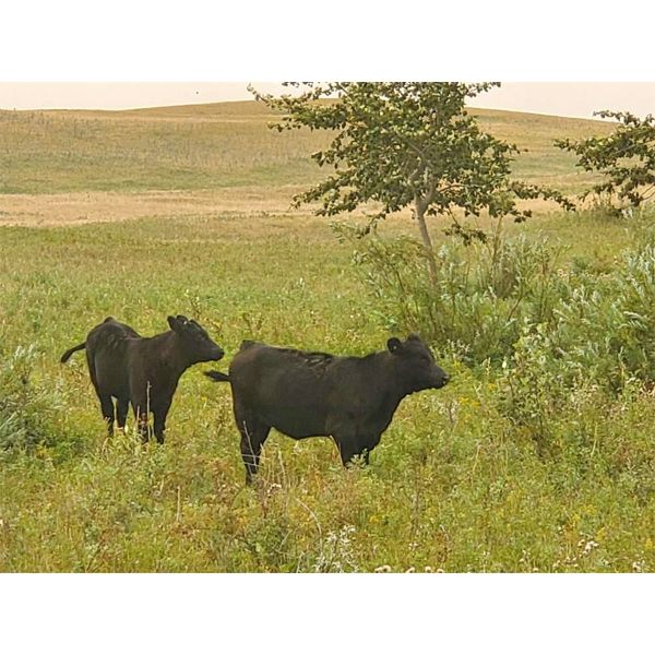 Moench Ranching - 510# Heifer Calves - 95 Head (Hanna, AB)
