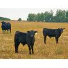 Image 2 : Moench Ranching - 610# Steer Calves - 85 Head (Hanna, AB)