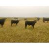 Image 3 : Moench Ranching - 610# Steer Calves - 85 Head (Hanna, AB)