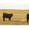 Image 4 : Moench Ranching - 610# Steer Calves - 85 Head (Hanna, AB)