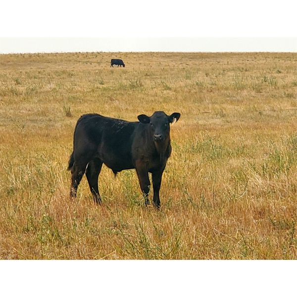 Moench Ranching - 520# Steer Calves - 95 Head (Hanna, AB)