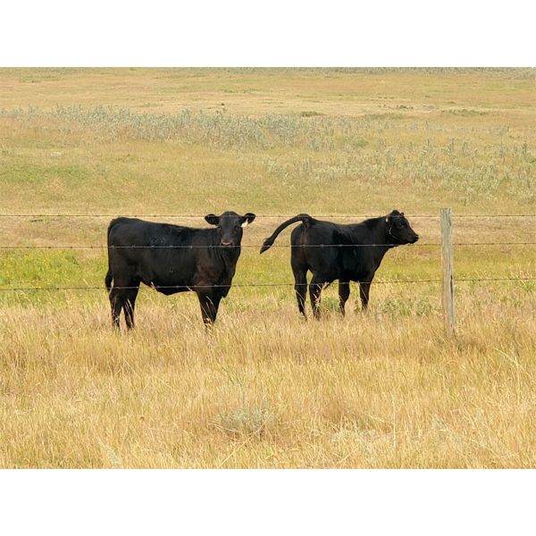 Moench Ranching - 565# Heifer Calves - 85 Head (Hanna, AB)