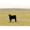 Image 3 : Moench Ranching - 565# Heifer Calves - 85 Head (Hanna, AB)