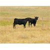 Image 5 : Moench Ranching - 565# Heifer Calves - 85 Head (Hanna, AB)