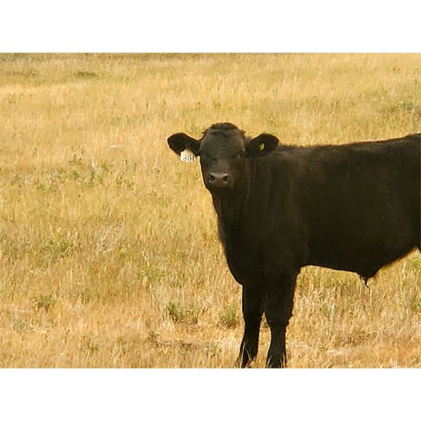 Layton Rosin Ranching - 525# Steer Calves - 110 Head (Hanna, AB)