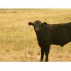 Image 1 : Layton Rosin Ranching - 525# Steer Calves - 110 Head (Hanna, AB)