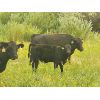 Image 3 : Layton Rosin Ranching - 525# Steer Calves - 110 Head (Hanna, AB)