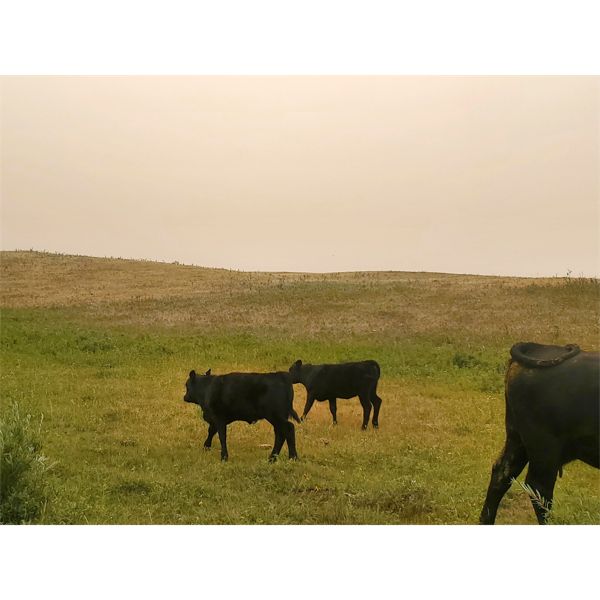 Layton Rosin Ranching - 535# Heifer Calves - 90 Head (Hanna, AB)