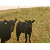 Image 7 : Layton Rosin Ranching - 535# Heifer Calves - 90 Head (Hanna, AB)