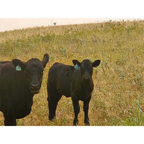 Layton Rosin Ranching - 480# Heifer Calves - 110 Head (Hanna, AB)