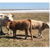 Image 4 : Brian Weber - 560# Heifer Calves - 40 Head (Landis, SK)