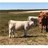 Image 5 : Brian Weber - 560# Heifer Calves - 40 Head (Landis, SK)