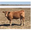 Image 6 : Brian Weber - 560# Heifer Calves - 40 Head (Landis, SK)