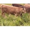 Image 6 : Larry Nielsen - 725# Steer Calves - 25 Head (Sundre, AB)