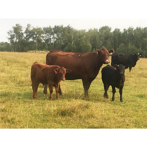 2M Ranching - 520# Steer Calves - 100 Head (Lac la Biche, AB)