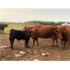 Image 2 : 2M Ranching - 520# Steer Calves - 100 Head (Lac la Biche, AB)