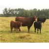Image 2 : 2M Ranching - 500# Heifer Calves - 100 Head (Lac la Biche, AB)