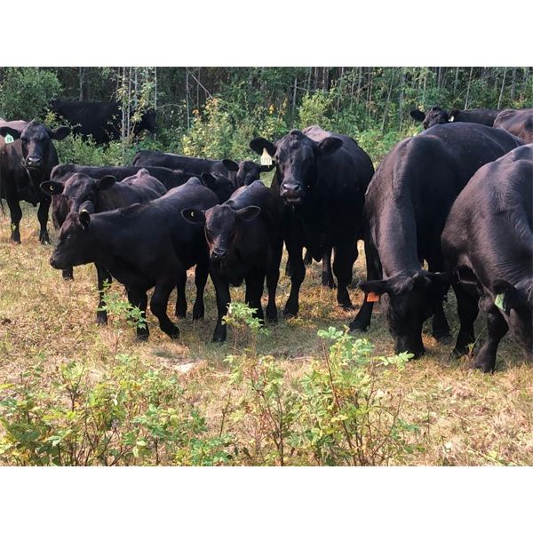 K2 Ranching - 540# Heifer Calves - 50 Head (Lac la Biche, AB)