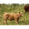 Image 5 : Cunningham Cattle Co. - 610# Heifer Calves - 200 Head (Sundre, AB)