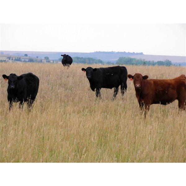 Scott Sewall - 925# Steers - 40 Head (Strathmore, AB)