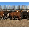 Image 1 : Chris & Wendy Schmaltz - 450# Steer Calves - 150 Head (McCord, SK)
