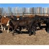 Image 3 : Chris & Wendy Schmaltz - 450# Steer Calves - 150 Head (McCord, SK)