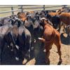Image 4 : Chris & Wendy Schmaltz - 450# Steer Calves - 150 Head (McCord, SK)