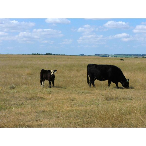 Schunicht Farms - 685# Steer Calves - 70 Head (Strathmore, AB)