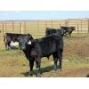 Image 2 : Schunicht Farms - 685# Steer Calves - 70 Head (Strathmore, AB)