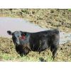 Image 3 : Schunicht Farms - 685# Steer Calves - 70 Head (Strathmore, AB)