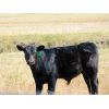 Image 4 : Schunicht Farms - 685# Steer Calves - 70 Head (Strathmore, AB)