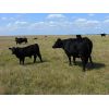 Image 5 : Schunicht Farms - 685# Steer Calves - 70 Head (Strathmore, AB)