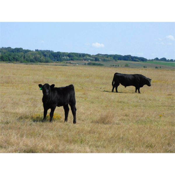 Schunicht Farms - 675# Heifer Calves - 160 Head (Strathmore, AB)