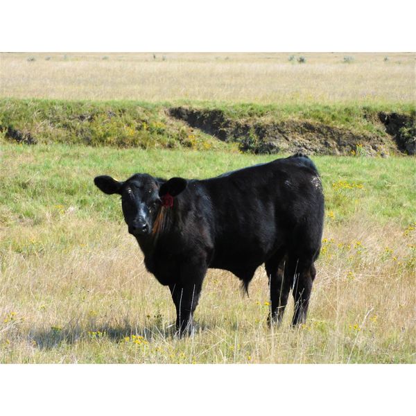 Schunicht Farms - 785# Steer Calves - 150 Head (Strathmore, AB)